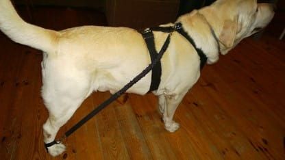 Sada 2 ks expandérov ekspander-dla-psa-3_j6nuzbh1.jpg