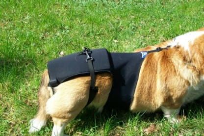 Bedrový korzet l-d-wiowy-2.jpg