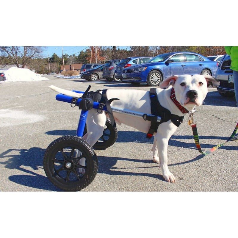 Invalidný vozík pre psy 13 - 31 kg Walkinpets