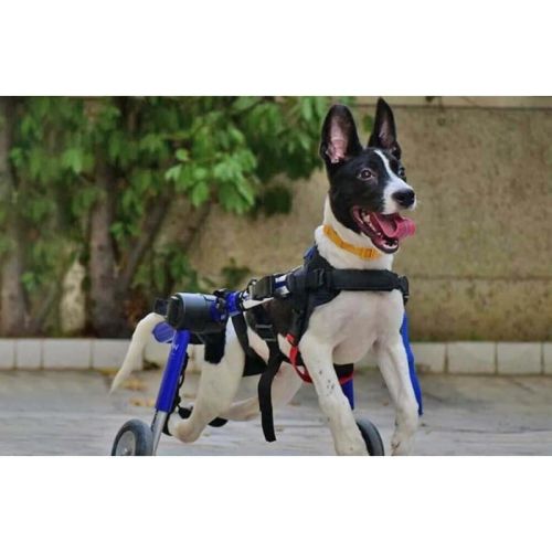 Invalidný vozík pre psy 13 - 31 kg Walkinpets walkinpets-wozki-inwalidzkie-sredni-rozmiar-12-31-kg (2).jpg