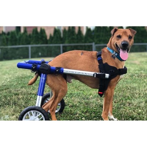 Invalidný vozík pre psy 13 - 31 kg Walkinpets walkinpets-wozki-inwalidzkie-sredni-rozmiar-12-31-kg.jpg