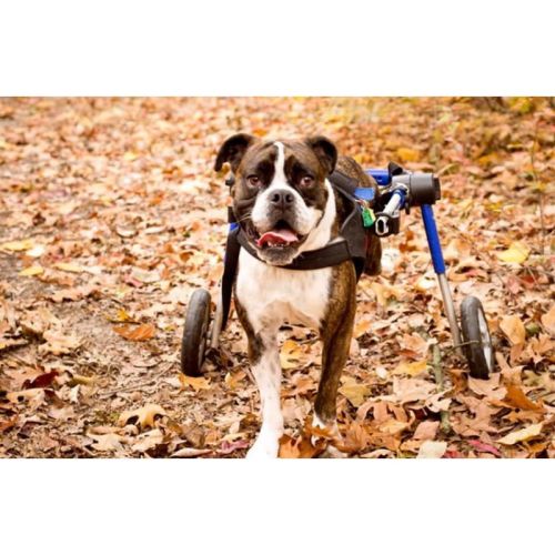 Invalidný vozík pre psy 12 - 23 kg walkinpets-wozki-inwalidzkie-sredni-rozmiar-12-31-kg (1).jpg