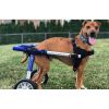 walkinpets-wozki-inwalidzkie-sredni-rozmiar-12-31-kg.jpg