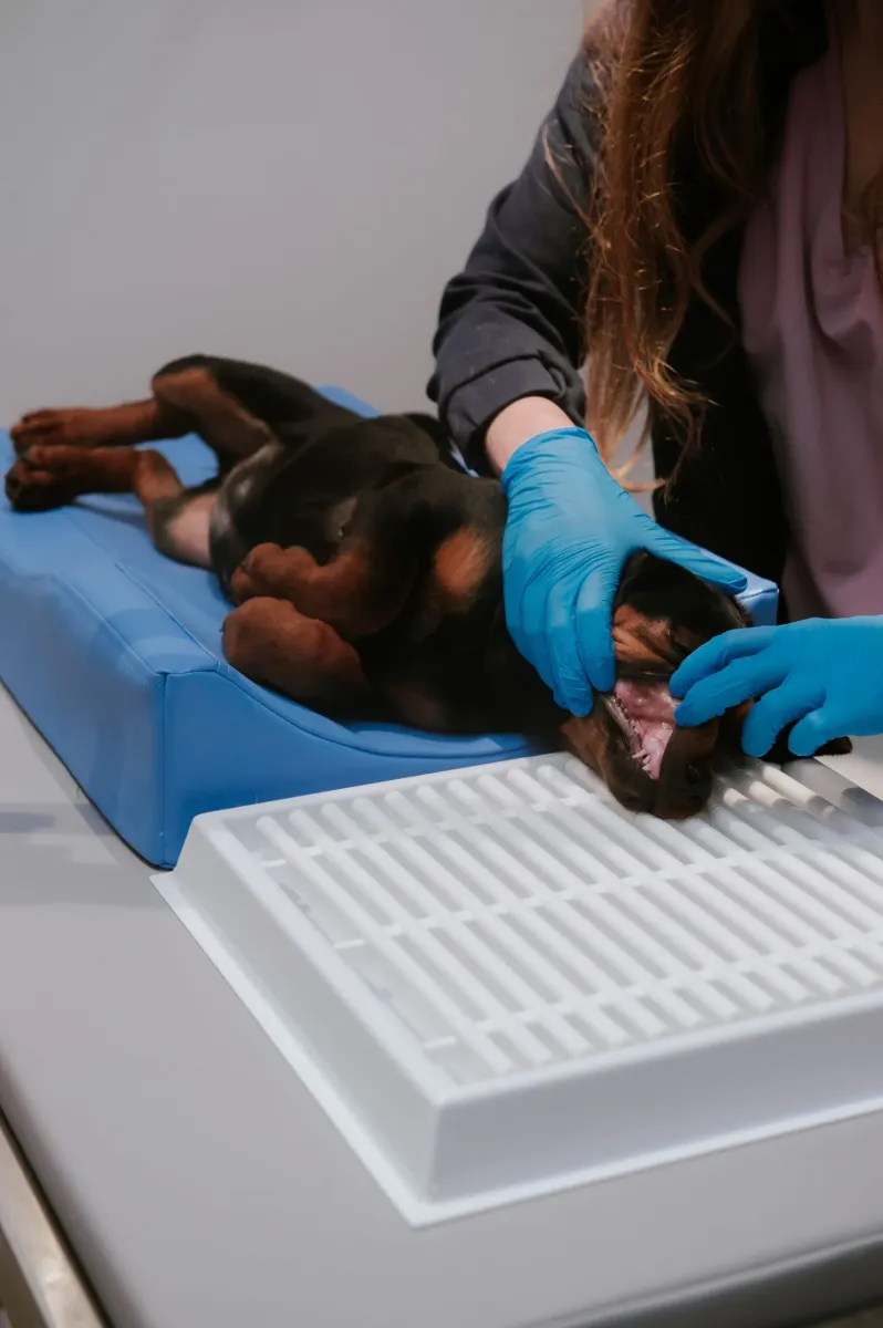 Zubný odvádzač + polohovacia súprava M