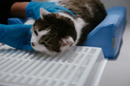 Zubný odvádzač + polohovacia súprava M 4PI4453-9.webp