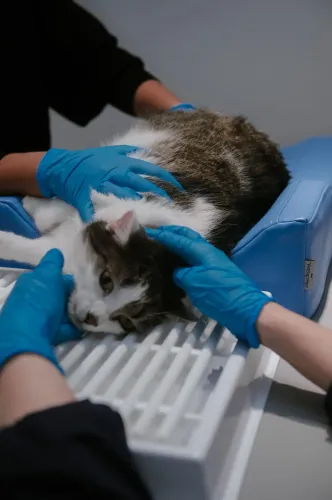 Zubný odvádzač + polohovacia súprava M 4PI4452-8.webp