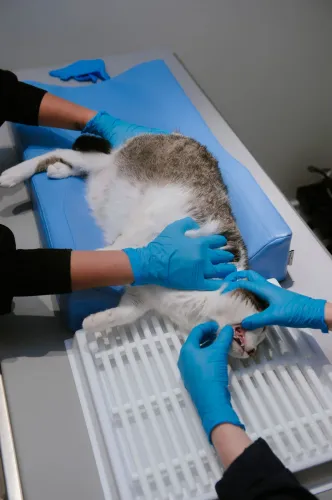 Zubný odvádzač + polohovacia súprava M 4PI4445-15-scaled.webp