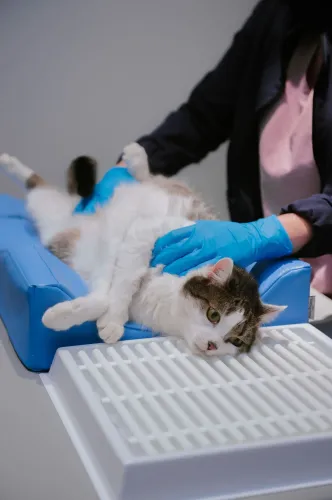 Zubný odvádzač + polohovacia súprava M 4PI4422-1-scaled.webp