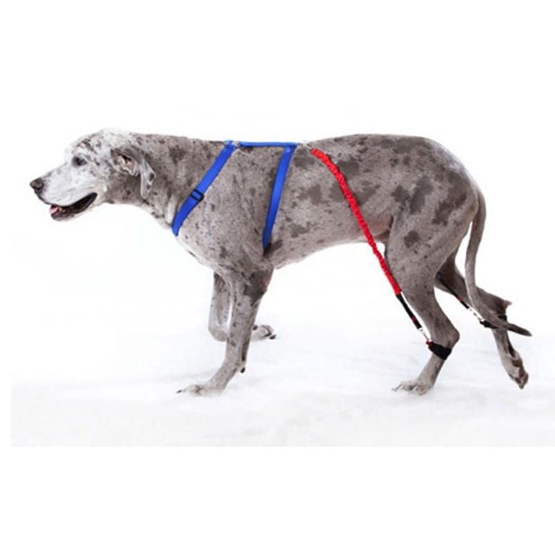 Postroj na podporu motorického vývoja vášho psa Biko