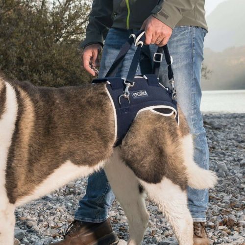 Stabilizátor pre psov s dyspláziou bedrového kĺbu Balto balto-stabilizator-rozdrabniajacy-i-zlacze-ledzwiowe (2).jpg