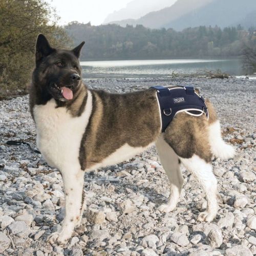 Stabilizátor pre psov s dyspláziou bedrového kĺbu Balto balto-stabilizator-rozdrabniajacy-i-zlacze-ledzwiowe (1).jpg