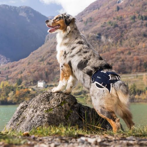 balto-stabilizator-rozdrabniajacy-i-zlacze-ledzwiowe.jpg