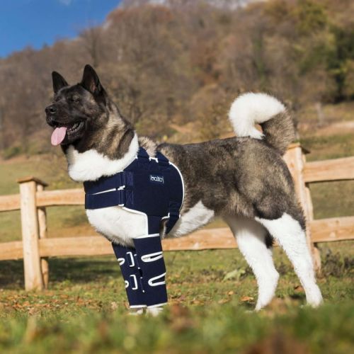 Ramenná opierka pre psov Balto balto-orteza-na-ramie (3).jpg