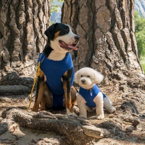 Pooperačné šaty Recova Balto balto-recova-odziez-pooperacyjna-dla-psow-i-kotow.jpg