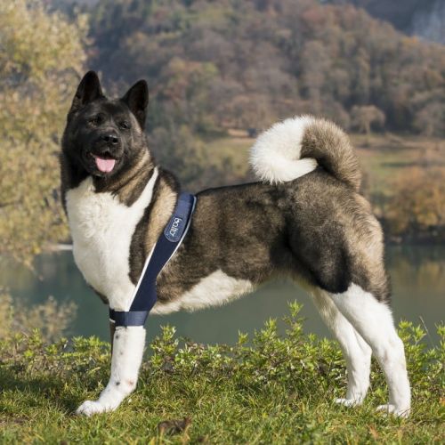 Ortézy na lakte psov Balto balto-podwojna-orteza-lokcia-dla-psa.jpg
