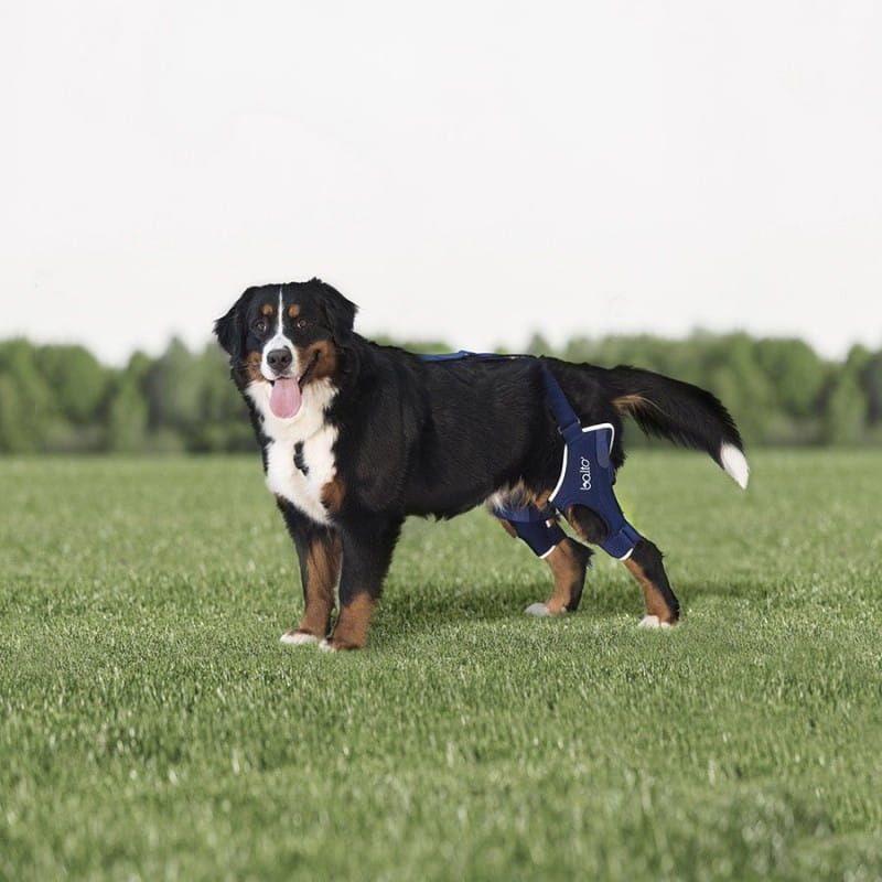 Oretzy stabilizovaný kolenný kĺb psa Balto