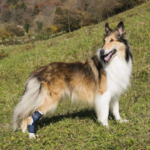 Ortéza na členok psa Balto s dlahou balto-orteza-kostki-z-szyna-dla-psa (3).jpg