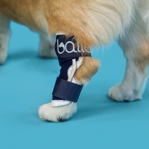 Ortéza na členok psa Balto s dlahou balto-orteza-kostki-z-szyna-dla-psa (2).jpg