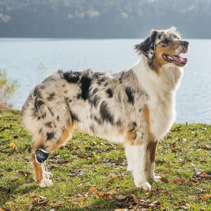 Ortéza na korekciu chôdze pre psov Balto