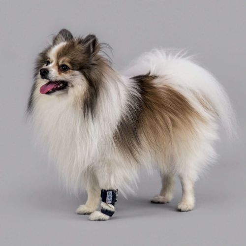 Ortéza na psie labky Balto balto-komfortowa-orteza-dla-psa (3).jpg