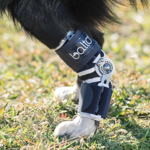 Nastaviteľný stabilizátor členku Flexor Balto balto-flexor-regulowany-uchwyt-na-kostke-dla-psowo (3).jpg