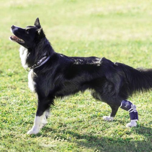 Nastaviteľný stabilizátor členku Flexor Balto balto-flexor-regulowany-uchwyt-na-kostke-dla-psowo.jpg