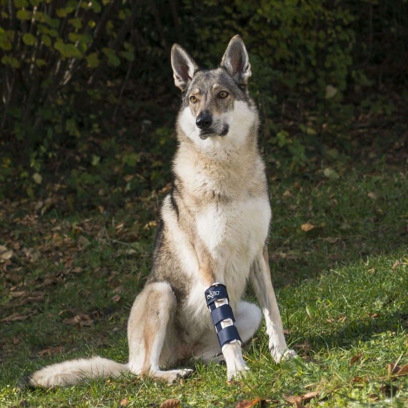 Ortéza prednej labky pre psa Balto