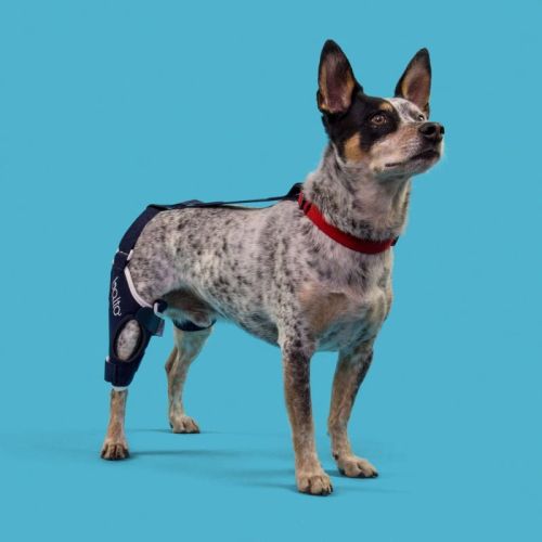 Balto pravá vystužená ortéza členku psa balto-orteza-stawu-kolanowego-dla-psa-ze-wzmocnieniem (2).jpg