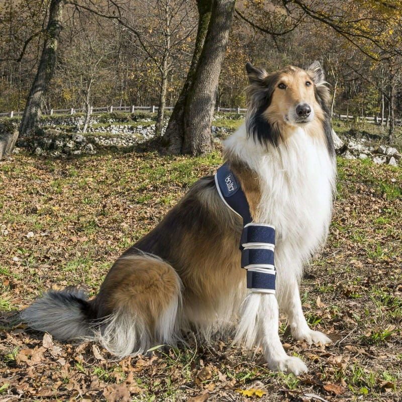 Ortéza pravého lakťa pre psa Balto